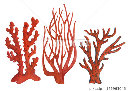 Underwater sea sponge porifera living on coral reefs. Watercolor illustration of giant fire sponge in red color isolated on white background for sea design, snorkeling, diving, book, art 126965046