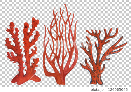 Underwater sea sponge porifera living on coral reefs. Watercolor illustration of giant fire sponge in red color isolated on white background for sea design, snorkeling, diving, book, art 126965046