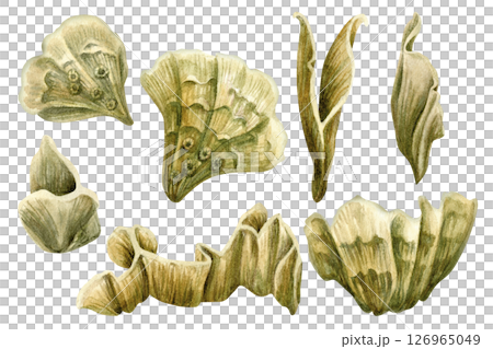 Wave-shaped plate corals, inhabitants of coral reefs. Watercolor set of plate fire corals of different shapes isolated on white background for marine design, snorkeling, diving, book, art, textile 126965049