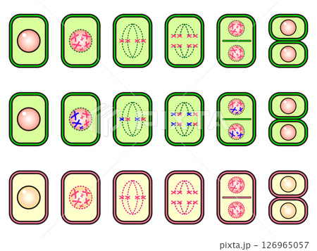 動植物の細胞分裂の図解イラスト素材セット 動植物の細胞分裂の図解イラスト素材セット 126965057