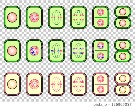 動植物の細胞分裂の図解イラスト素材セット 動植物の細胞分裂の図解イラスト素材セット 126965057