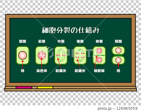 Illustration of a blackboard and the mechanism of cell division 126965059