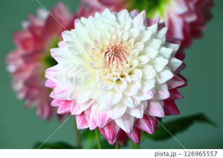花 フラワー お花 126965557