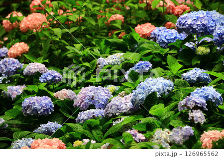 紫陽花 アジサイ あじさい 126965562