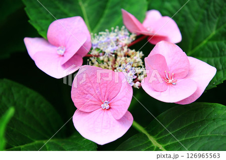 紫陽花 アジサイ あじさい 126965563