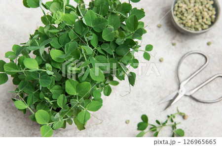 Fresh pea microgreens growing in a pot with scissors and seeds on a table Fresh pea microgreens growing in a pot with scissors and seeds on a table 126965665