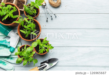 Gardener preparing seedlings and gardening tools on a wooden table Gardener preparing seedlings and gardening tools on a wooden table 126965687