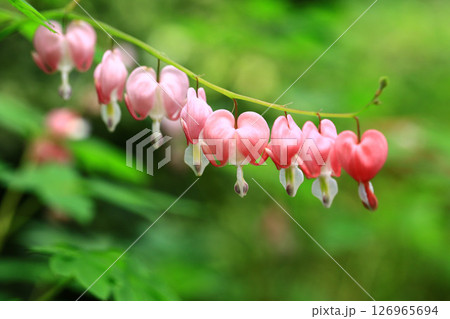 タイツリソウ ケマンソウ 鯛釣り草 126965694