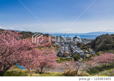 静岡市の由比八千代桜と由比の街並み(静岡県) 126965805