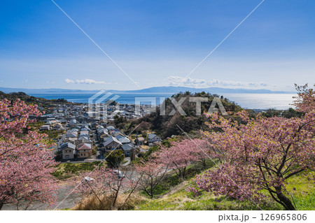 静岡市の由比八千代桜と由比の街並み(静岡県) 126965806