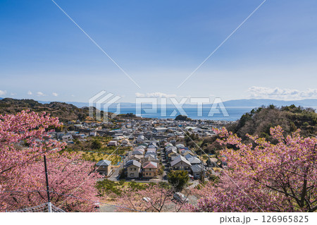 静岡市の由比八千代桜と由比の街並み(静岡県) 静岡市の由比八千代桜と由比の街並み(静岡県) 126965825