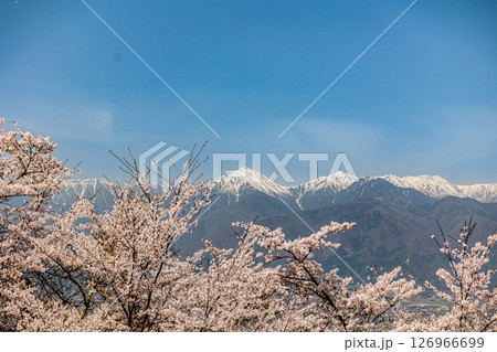 【長野県】光城山からの北アルプスの眺めと桜 【長野県】光城山からの北アルプスの眺めと桜 126966699