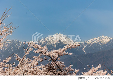 【長野県】光城山からの北アルプスの眺めと桜 126966700