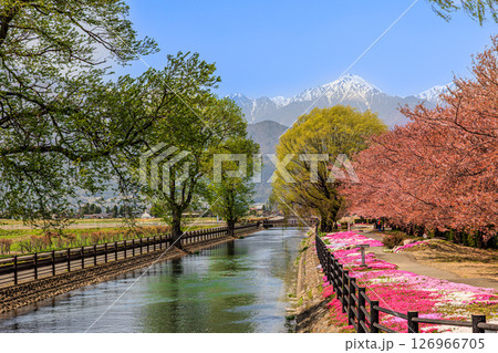 【長野県】安曇野 じてんしゃひろばの芝桜 【長野県】安曇野 じてんしゃひろばの芝桜 126966705