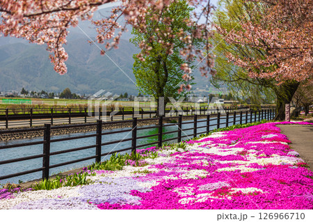 【長野県】安曇野　じてんしゃひろばの芝桜 126966710