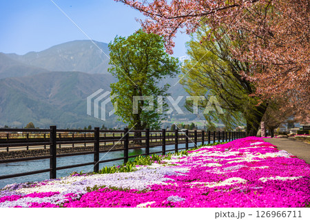 【長野県】安曇野　じてんしゃひろばの芝桜 126966711