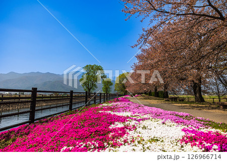 【長野県】安曇野 じてんしゃひろばの芝桜 【長野県】安曇野 じてんしゃひろばの芝桜 126966714