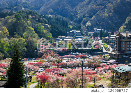 【長野県】昼神温泉　満開の花桃 126966727