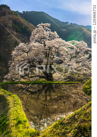 【長野県】満開の駒つなぎの桜【縦写真】 126966732