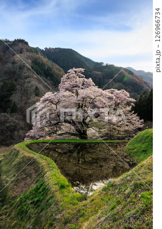 【長野県】満開の駒つなぎの桜【縦写真】 【長野県】満開の駒つなぎの桜【縦写真】 126966734