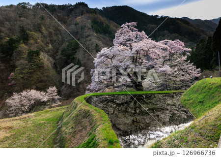 【長野県】満開の駒つなぎの桜 126966736
