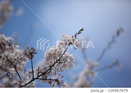 青空に映える桜 青空に映える桜 126967679