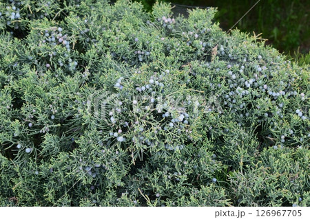 A dense cluster of evergreen shrubs with needle-like leaves. Nature's Tapestry: Blue Berries Amidst Greenery A dense cluster of evergreen shrubs with needle-like leaves. Nature's Tapestry: Blue Berries Amidst Greenery 126967705