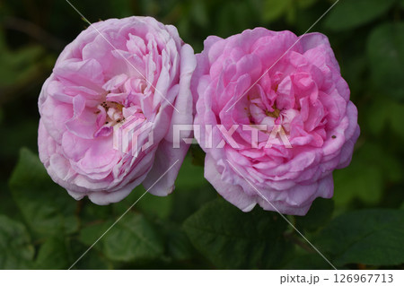 Two roses in a light pink tone, standing out against a background of green leaves. Orderly Floral Display Two roses in a light pink tone, standing out against a background of green leaves. Orderly Floral Display 126967713
