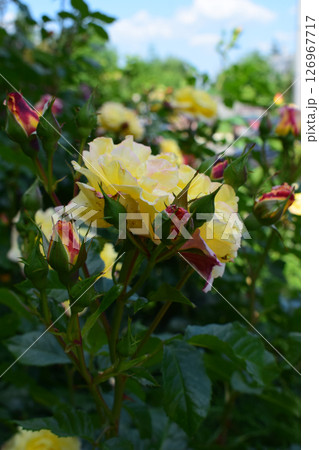 A close-up of a blooming yellow rose surrounded by several rose buds in a garden setting. Close-up of a Garden's Soft Beauty A close-up of a blooming yellow rose surrounded by several rose buds in a garden setting. Close-up of a Garden's Soft Beauty 126967717