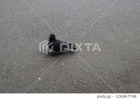 A pigeon is standing on a textured gray pavement. A pigeon is standing on a textured gray pavement. 126967746