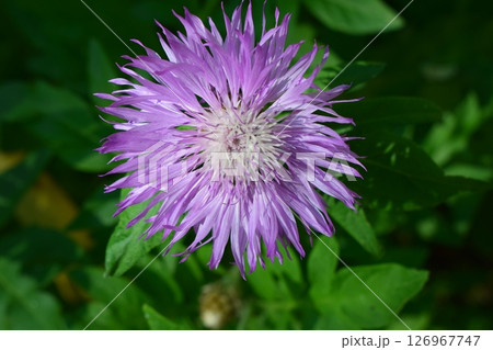 Close-Up of Blooming Cornflower in Green Foliage Close-Up of Blooming Cornflower in Green Foliage 126967747