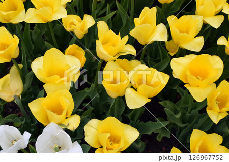 A field densely populated with yellow tulips, all blooming in harmony. Vibrant Yellow Bloom 126967752
