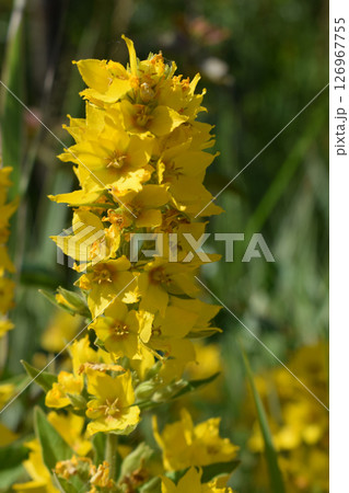 Yellow Loosestrife (Lysimachia Punctata), the Dotted Loosestrife 126967755