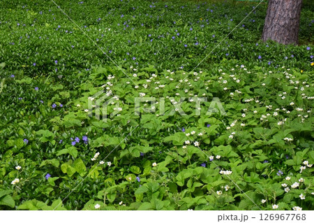 A dense vegetation cover covering the ground. Scattered Floral Splendor in Dense Undergrowth A dense vegetation cover covering the ground. Scattered Floral Splendor in Dense Undergrowth 126967768