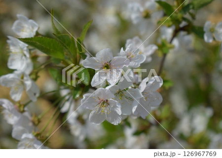A Symphony of White: Cherry Blossoms in Soft Focus 126967769