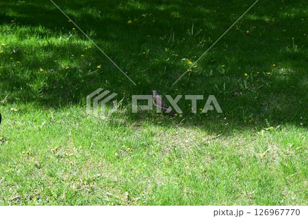 Fieldfare: A Beautiful Moment on Green Grass 126967770