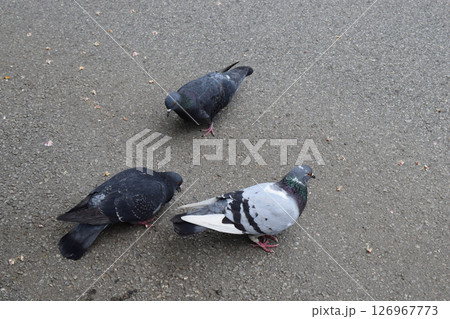 Cityscape Feathers: Pigeon Diversity on Asphalt 126967773