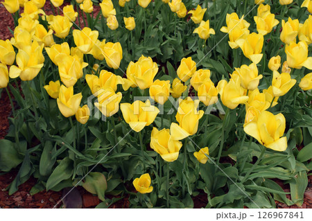 A field densely populated with yellow tulips, all blooming in harmony. Vibrant Yellow Bloom A field densely populated with yellow tulips, all blooming in harmony. Vibrant Yellow Bloom 126967841