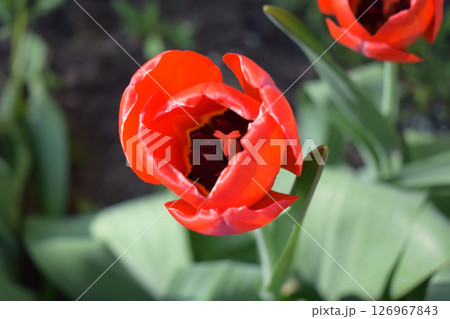 Partially Opened Tulip Close-Up Partially Opened Tulip Close-Up 126967843