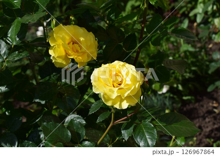 A yellow flowers of a rose plant. Bright Green Foliage Surrounding Golden Blossoms 126967864