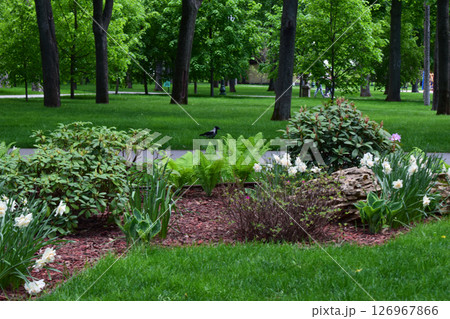 A lush park scene with vibrant green grass and a variety of plants and flowers. Picturesque Pathway Garden 126967866