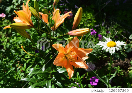 Vibrant Orange Lily After Rainfall in Garden 126967869