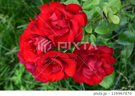 Red roses with vibrant petals in a natural setting, surrounded by green leaves. Intense Color and Delicate Texture Red roses with vibrant petals in a natural setting, surrounded by green leaves. Intense Color and Delicate Texture 126967870