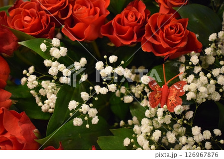 scarlet roses in a bouquet, accompanied by white gypsophila and butterflies, embodies romance, beauty, and delicacy. 126967876