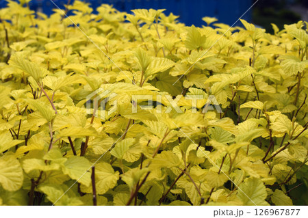 Vibrant Yellow Leaves Overlapping in Dense Mass 126967877
