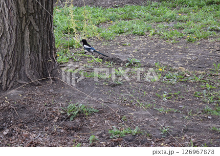 Peaceful Wildlife Moment with Magpie Peaceful Wildlife Moment with Magpie 126967878