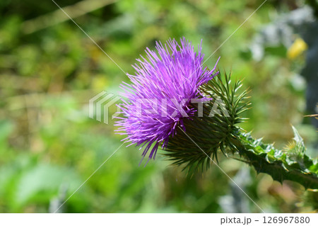 A thistle flower with purple petals and still closed buds. Purple in Sharp Focus 126967880