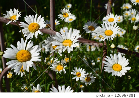 A group of white daisies with yellow centers on a background of green grass. Tranquil Group of White Daisies A group of white daisies with yellow centers on a background of green grass. Tranquil Group of White Daisies 126967881