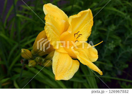 Close-Up of Vibrant Yellow Daylily in Bloom 126967882