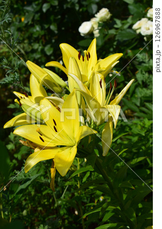 Cluster of Yellow Lilies with Dark Stamen 126967888